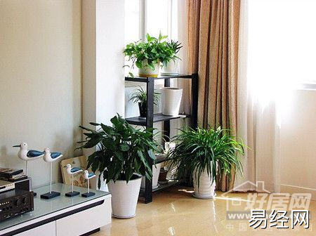 什么植物对家里风水好_家里放什么植物好风水_办公室风水植物大全,办公室风水植物布局知识