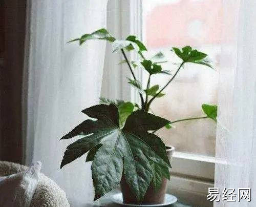 什么植物对家里风水好_家里放什么植物好风水_办公室风水植物大全,办公室风水植物布局知识