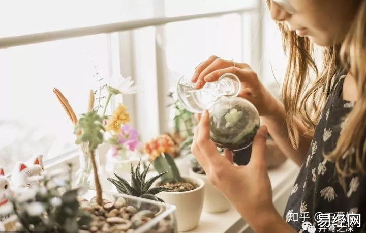 家养乌龟放生风水禁忌_水培植的花有几种_家养水培植物风水好吗