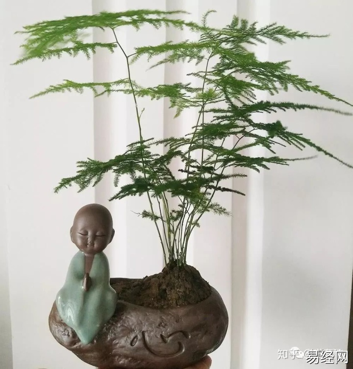 家养乌龟放生风水禁忌_水培植的花有几种_家养水培植物风水好吗