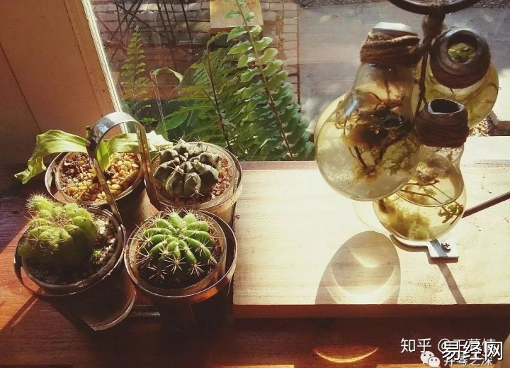 家养乌龟放生风水禁忌_家养水培植物风水好吗_水培植的花有几种