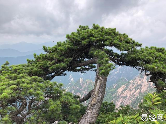 别墅院子种什么树好_农村院子栽什么树好_北方农村院子里种什么树风水好又旺财