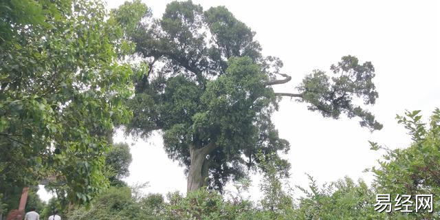 北方农村院子里种什么树风水好又旺财_别墅院子种什么树好_农村院子栽什么树好