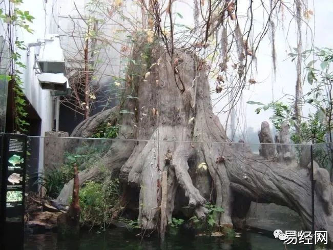 住宅庭院风水一定要注意什么禁忌不应有树倾斜