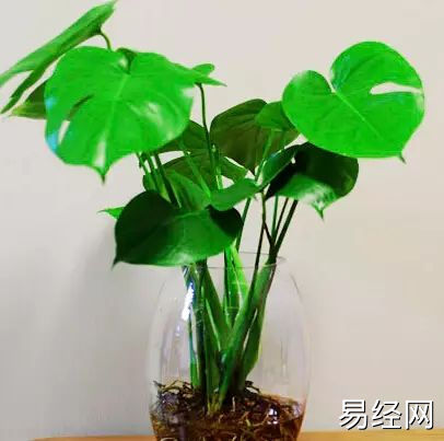 家居风水中的五种聚财植物，你家有吗？