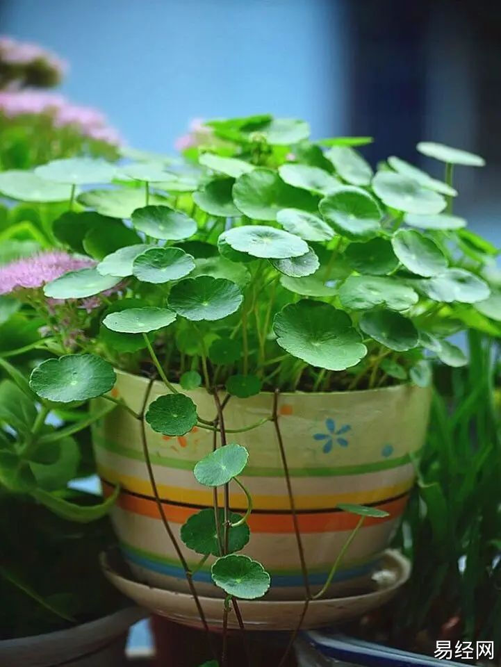 慈世堂：旺宅旺财的风水花卉植物有哪些