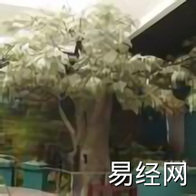 易安居：客厅摆放花卉植物比较好，有那些讲究？