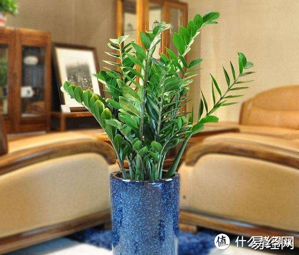 原来客厅植物摆放这么多讲究，你家摆对了吗?