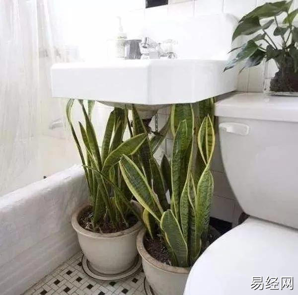 厕所放什么植物好？厕所植物禁忌有哪些？