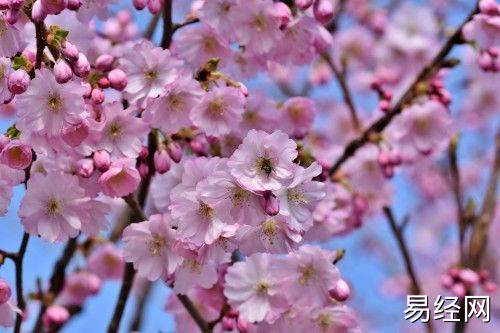 桃花女是什么意思_桃花女的意思_什么叫桃花女