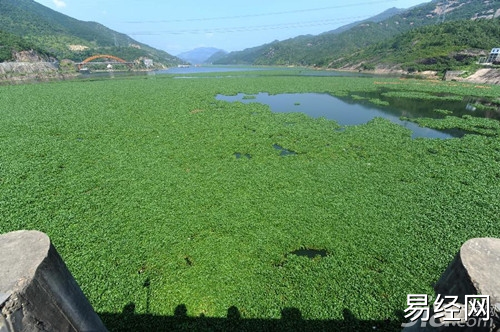 水葫芦茎叶悬垂于水上，蘖枝匍匐于水面