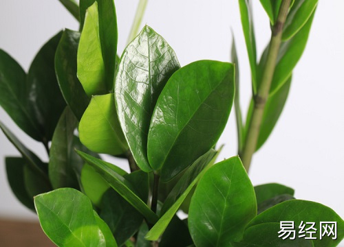 家里客厅摆什么植物最好，你知道吗？