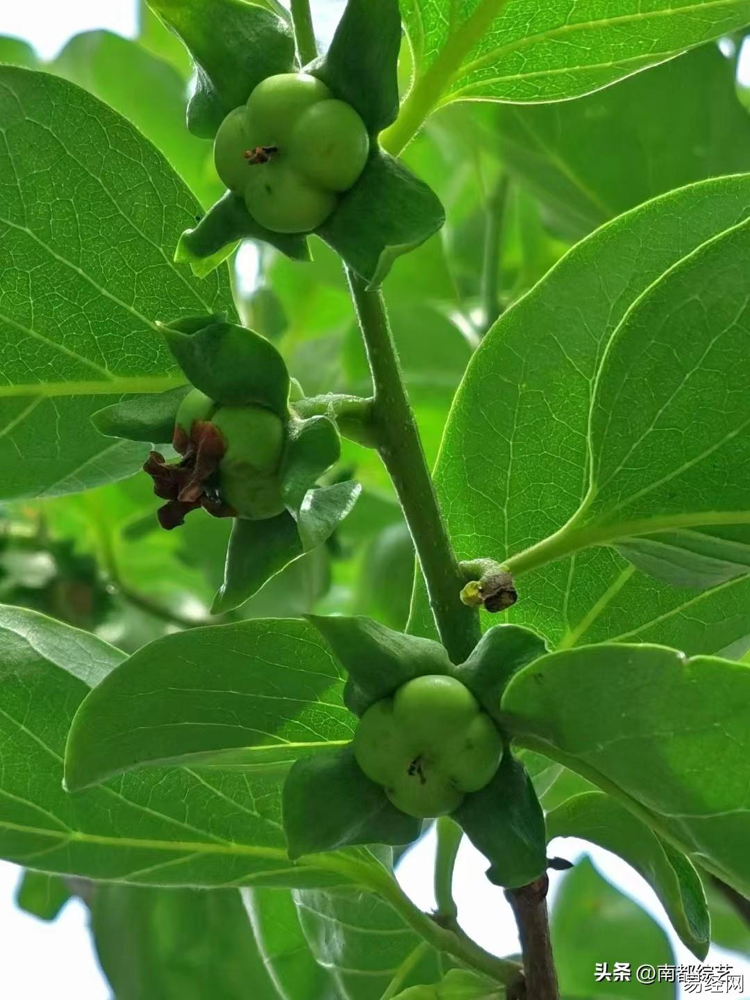 花木文化琐谈之156《花木有灵性，善用学问大》