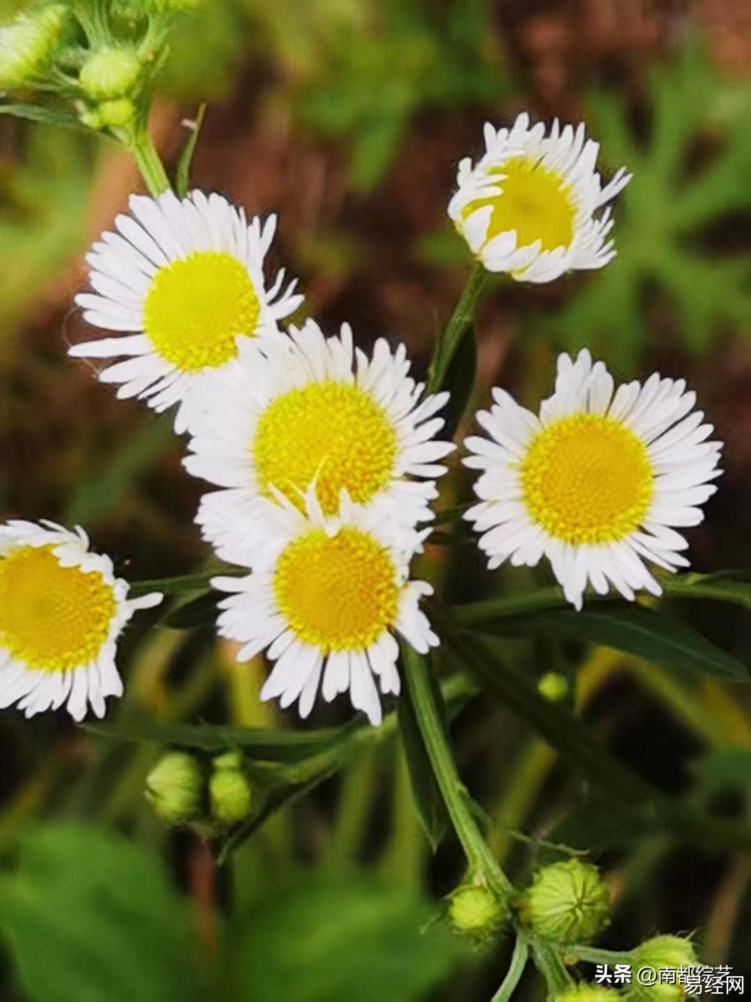 花木文化琐谈之156《花木有灵性，善用学问大》