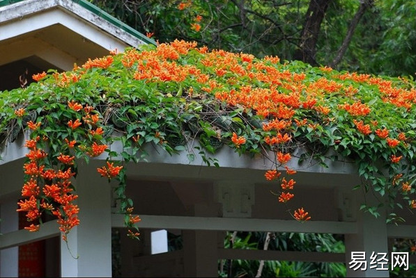 爬藤植物风水