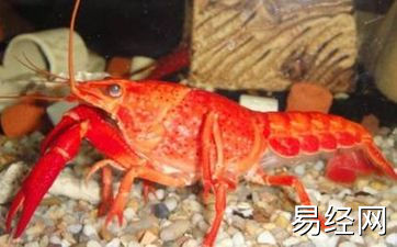 鸭脚木在风水学上的作用