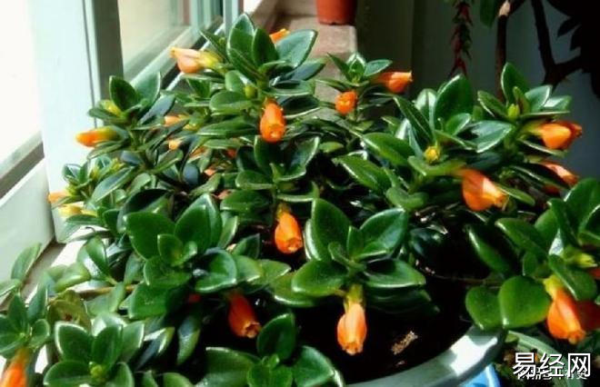 鸭脚木在风水学上会起着什么样的作用