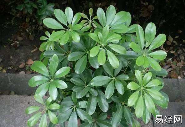 鸭脚木在风水学上会起着什么样的作用