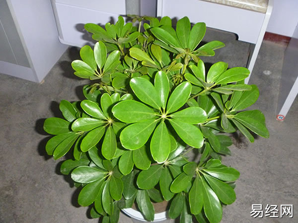 鸭脚木在风水学上会起着什么样的作用