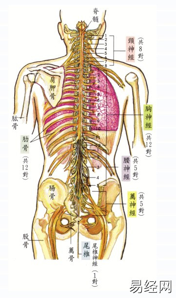 女人后背痣相最准图，看看你是哪颗？