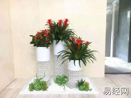 办公室养什么植物运好？上海茂昌花卉园艺