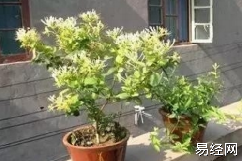 家里种金银花风水好吗 金银花在风水学中喻意不吉利真的吗