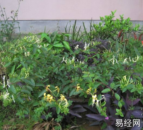 家里种金银花风水好吗 金银花在风水学中喻意不吉利真的吗