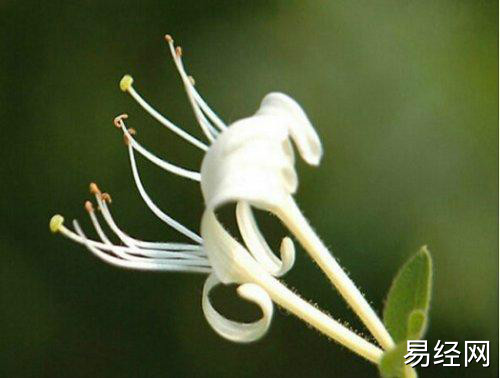 家里种金银花风水好吗 金银花在风水学中喻意不吉利真的吗