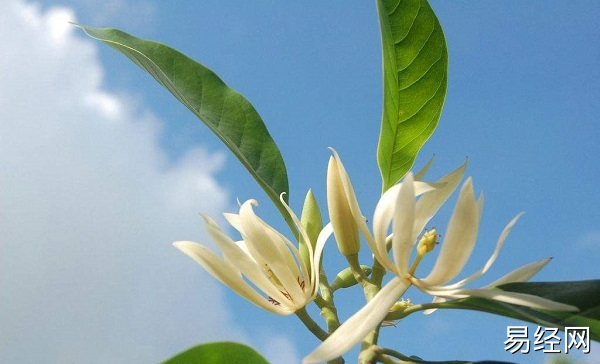 与家里养什么植物风水好？室内旺财风水植物都有哪些