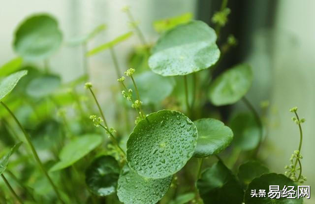 20种旺财旺宅的风水植物，你知道吗？