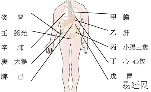 天干代表人身体的部位，十天干对应身体各部位详解！