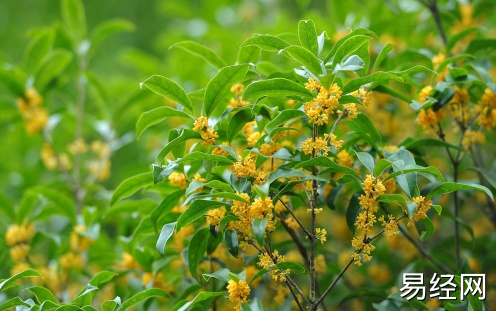 门前种桂花树的风水禁忌