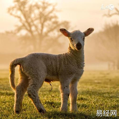 羊羊人,留心这「两点」,必将出人头地!