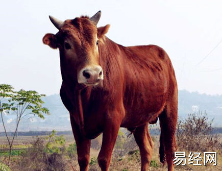 属牛遇小人怎么办