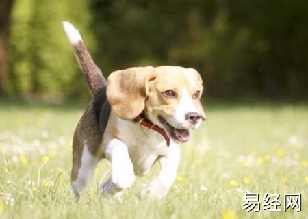 属狗的幸运花是什么花