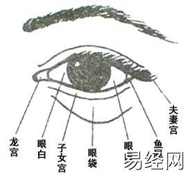 眼的各个部分的面相