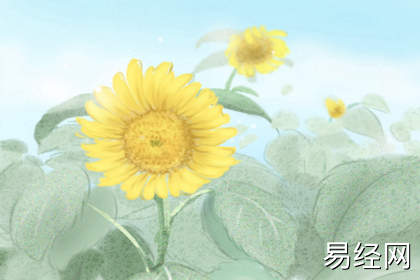 风水植物：发财树怎么养