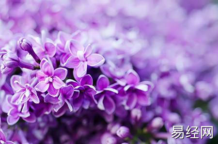 食神制杀和伤官制杀有何区别