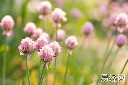 茶宠招财金蟾的如何正确摆放