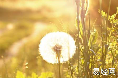 属龙人的风水吉祥物有哪些