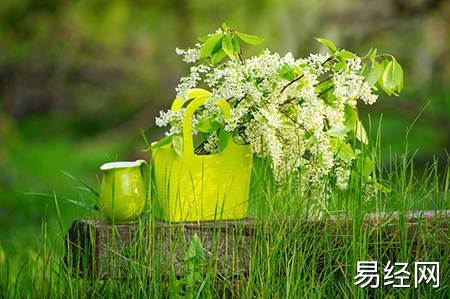 增旺学业运的风水植物有哪些