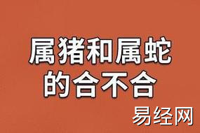 属猪和属蛇的合不合