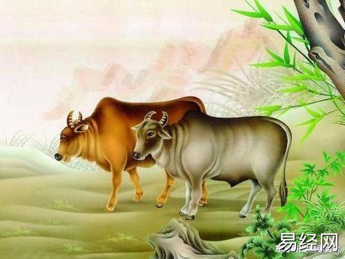 生肖牛:好人有好报