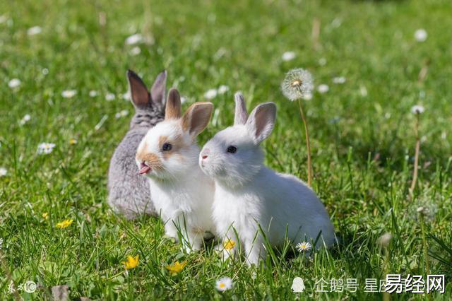 生肖兔的冤家是什么生肖和属兔人不合的生肖