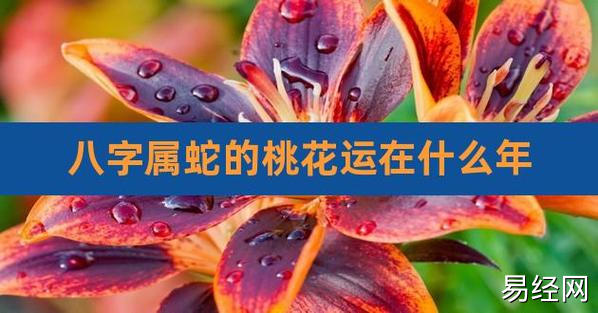 八字属蛇的桃花运在什么年