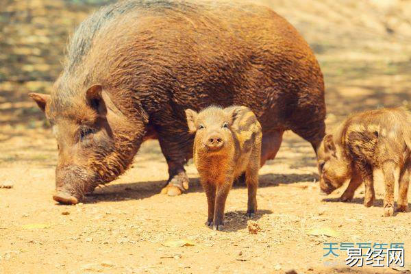 万年历 十二生肖 生肖知识  本月的属猪人财运主要来自于桃花贵人,也