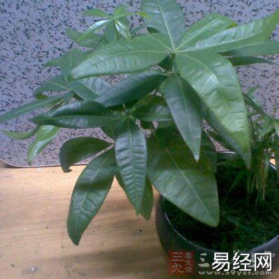 戌(xū)狗 旺财植物:发财树 生肖属狗的人财运还算比较平稳的,可不太