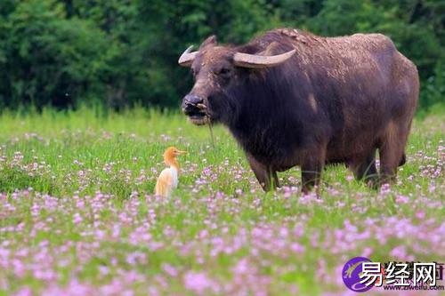 属牛和马结婚好不好在一起合适吗