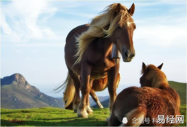 的生肖马,为人正直忠厚,胸无城府,一生当中所结交的朋友所属权贵之人