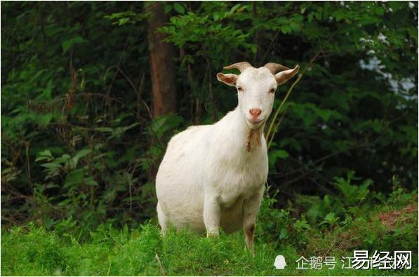 谁说属羊人的命不好,这些年份出生的羊羊,一生富贵荣华福禄多!